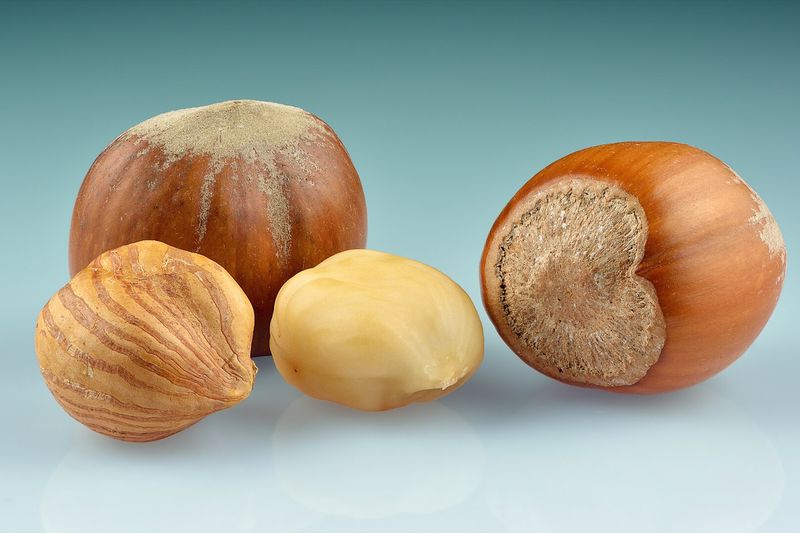 Лещина (фундук) (Corylus avellana)