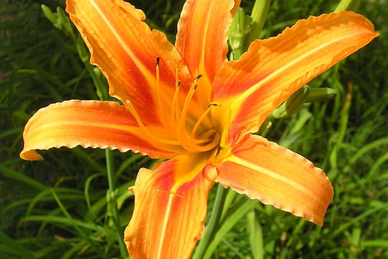 Лилейник (Hemerocallis)