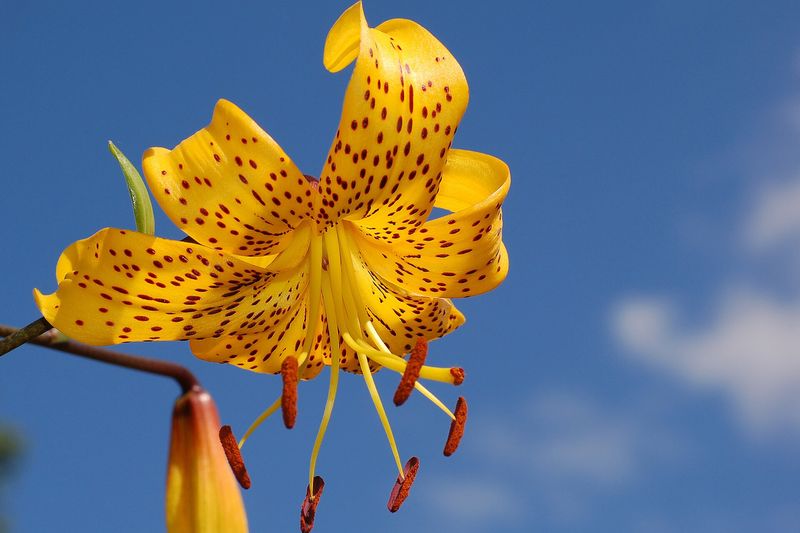 Лилия (Lilium)