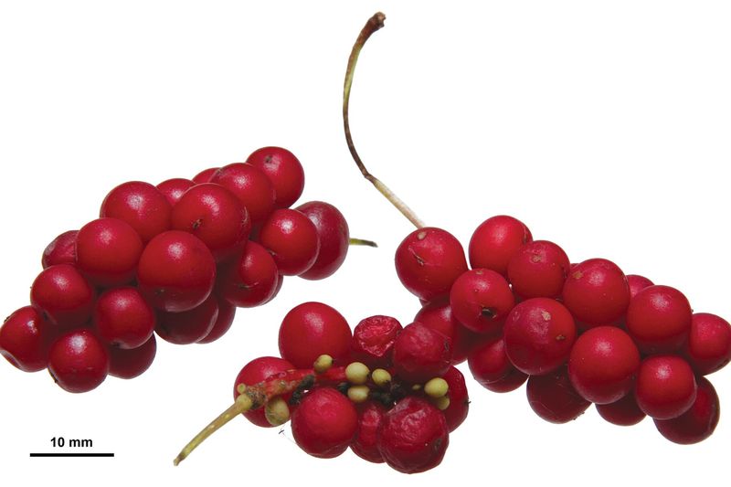 Лимонник китайский (Schisandra chinensis)