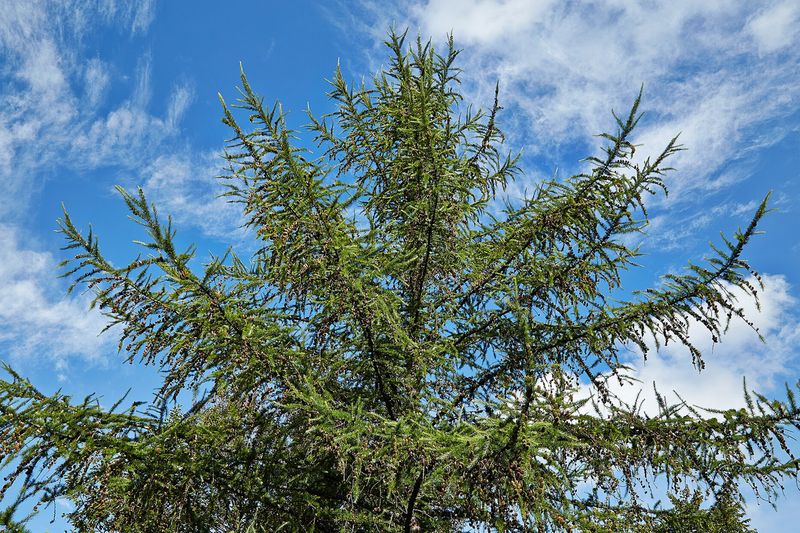 Лиственница (Larix)