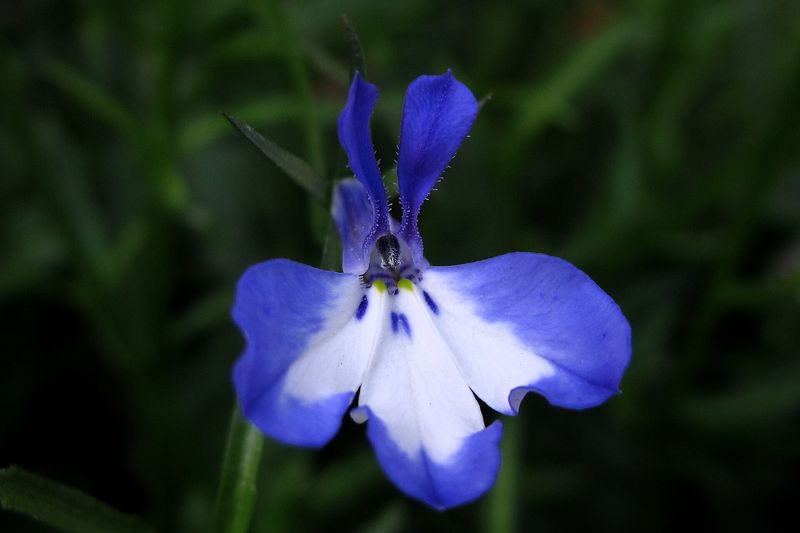 Лобелия (Lobelia erinus)