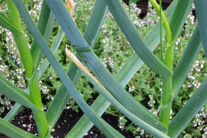 Лук-порей (Allium porrum)