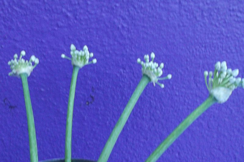 Лук-шалот (Allium cepa var. aggregatum)