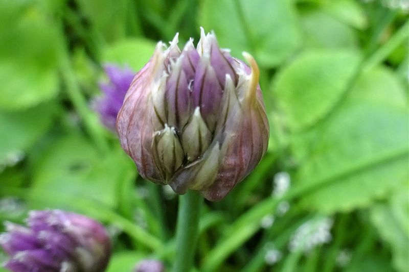 Лук-шнитт (Allium schoenoprasum)