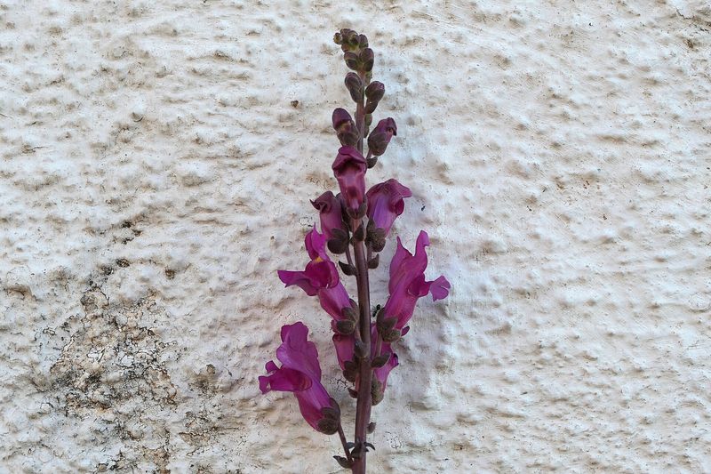 Львиный зев (Antirrhinum majus)
