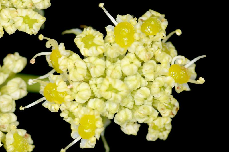 Любисток (Levisticum officinale)
