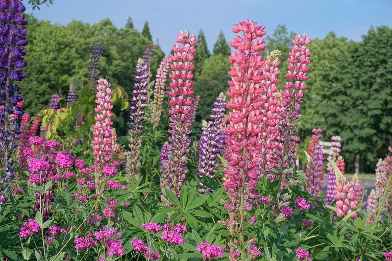 Люпин многолистный (Lupinus polyphyllus, Lupinus × hybridus)