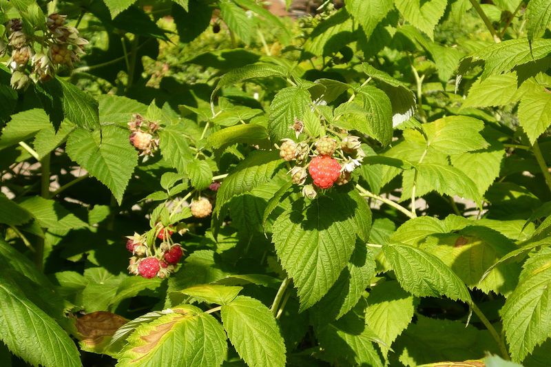 Малина (Rubus idaeus)