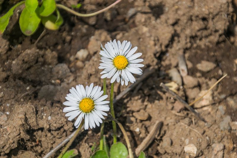 Маргаритка (Bellis perennis)