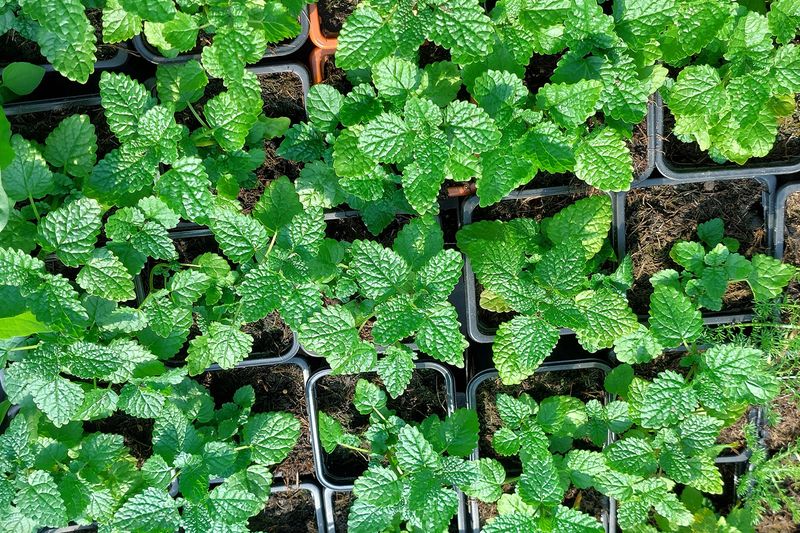 Мелисса (Melissa officinalis)