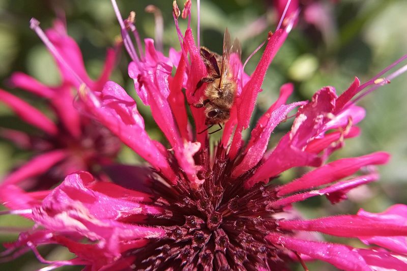 Монарда (Monarda didyma, Monarda fistulosa, Monarda × hybrida)