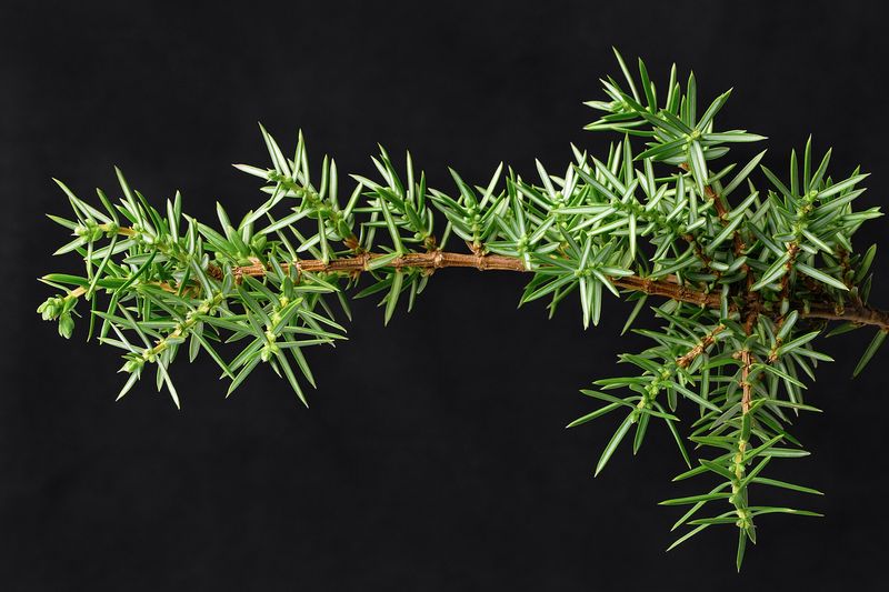 Можжевельник (Juniperus)