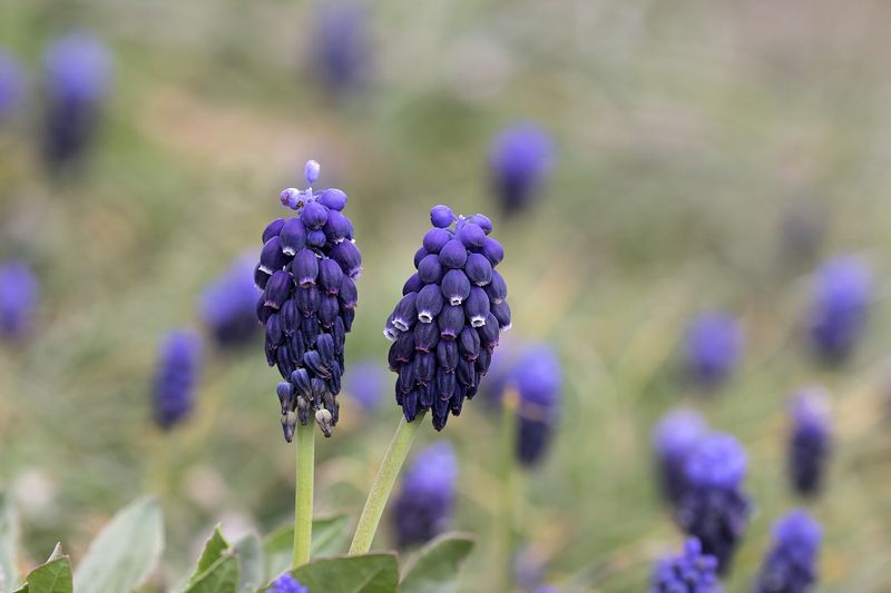 Мускари (Muscari armeniacum, Muscari botryoides)