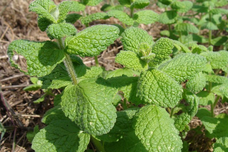 Мята (Mentha)