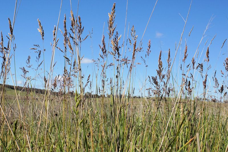 Мятлик луговой (Poa pratensis)