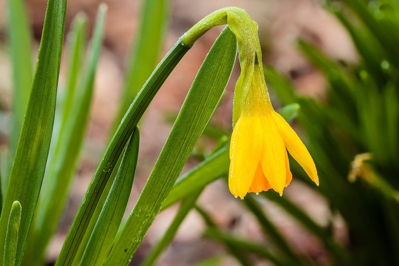 Нарцисс (Narcissus)
