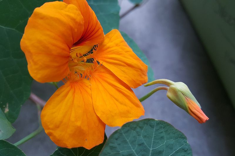 Настурция (Tropaeolum majus)