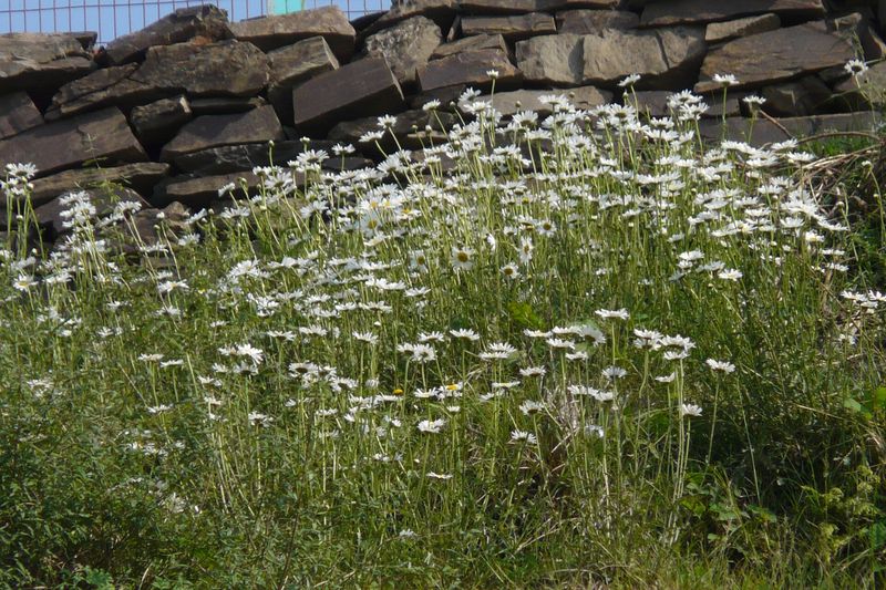 Нивяник (садовая ромашка) (Leucanthemum × superbum, Leucanthemum vulgare)