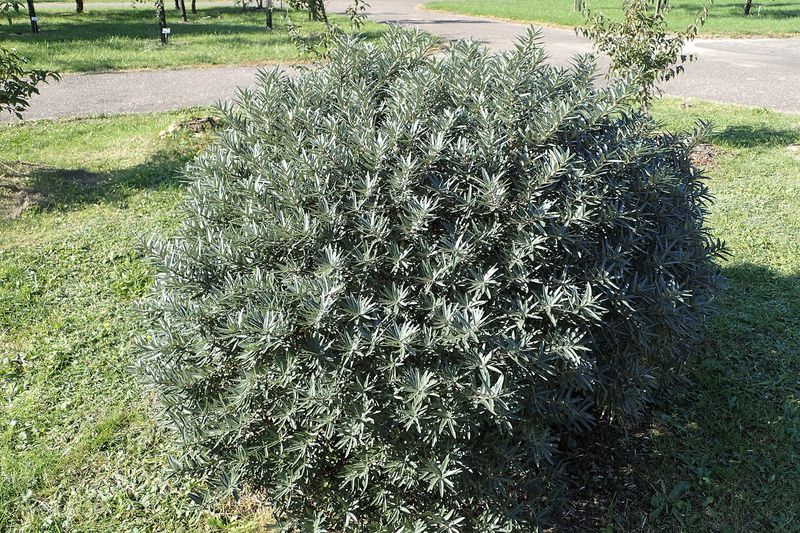 Облепиха (Hippophae rhamnoides)