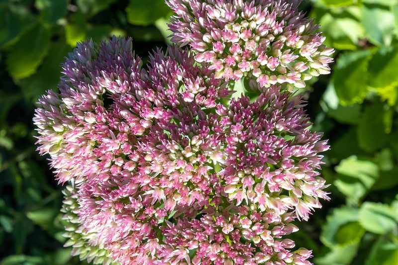 Очиток (Sedum, Hylotelephium spectabile, Sedum acre)