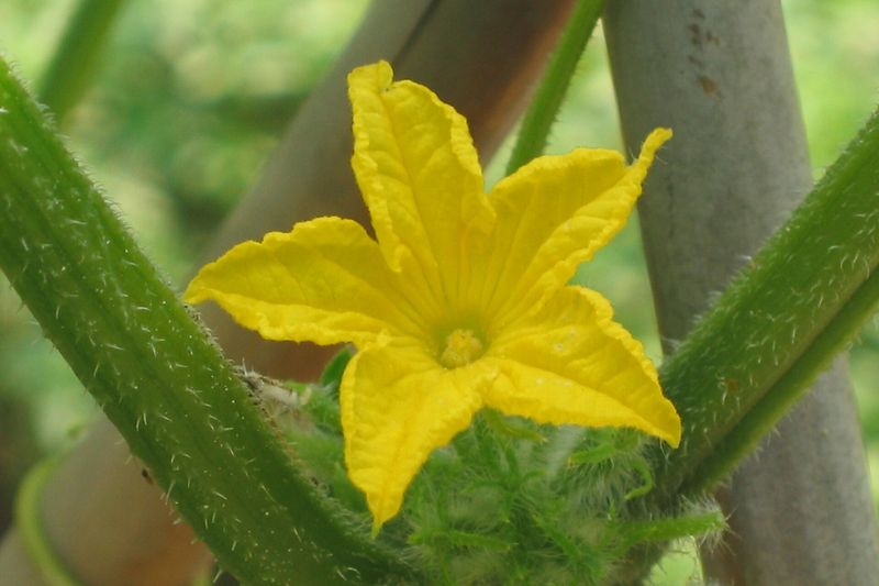 Огурец (Cucumis sativus)