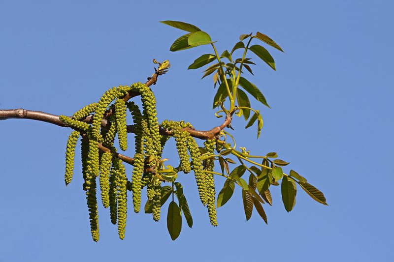 Грецкий орех (Juglans regia, Juglans mandshurica)