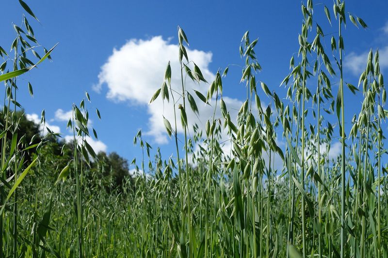 Овёс (Avena sativa)