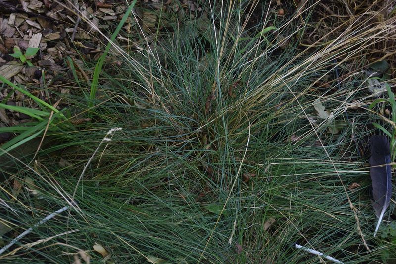 Овсяница красная (Festuca rubra)