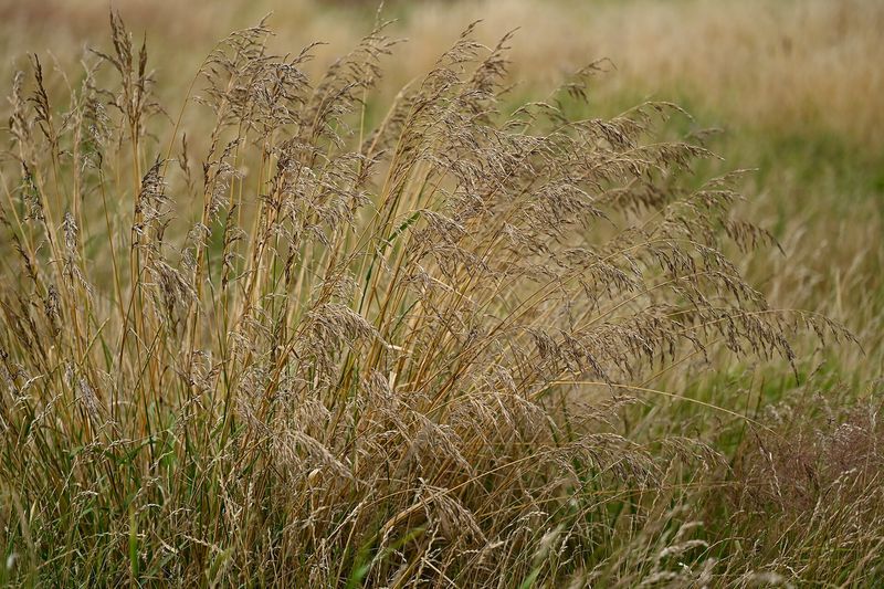 Овсяница тростниковая (Festuca arundinacea)