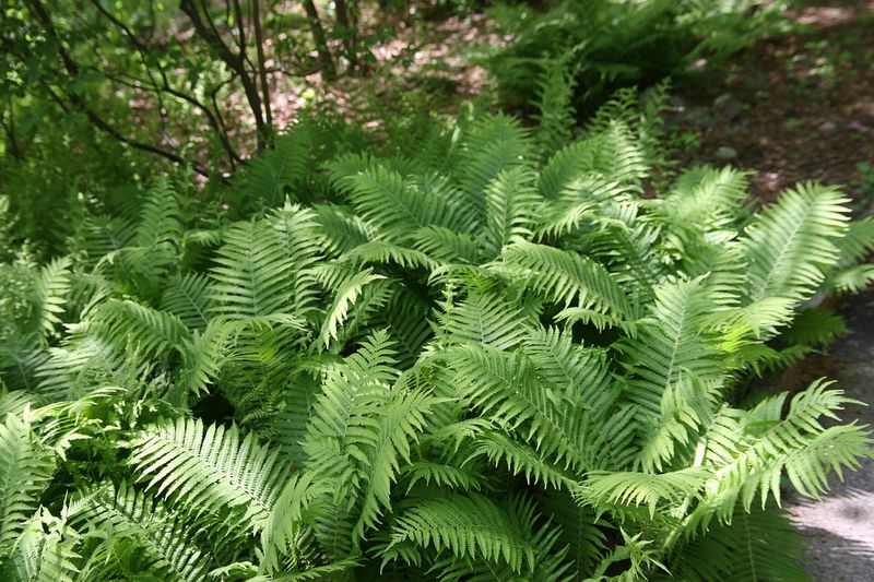 Папоротник садовый (Matteuccia struthiopteris, Dryopteris filix-mas, Athyrium filix-femina)