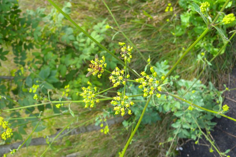 Пастернак (Pastinaca sativa)