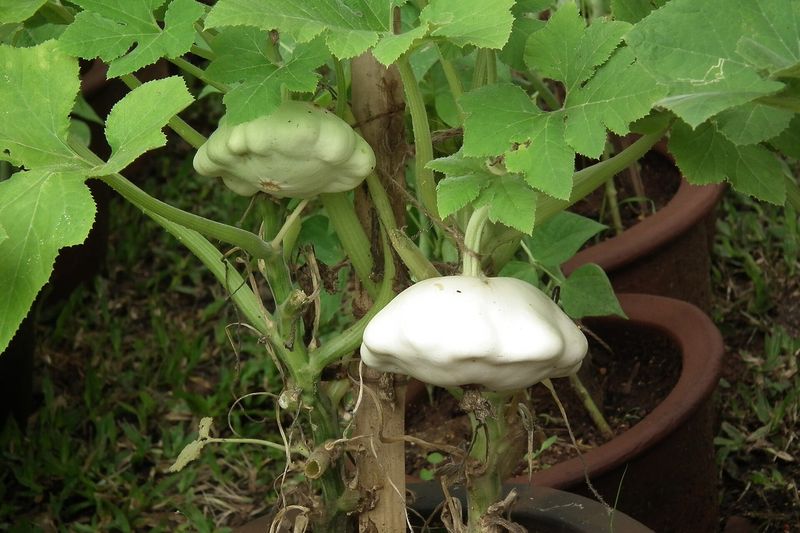 Патиссон (Cucurbita pepo var. patisson)
