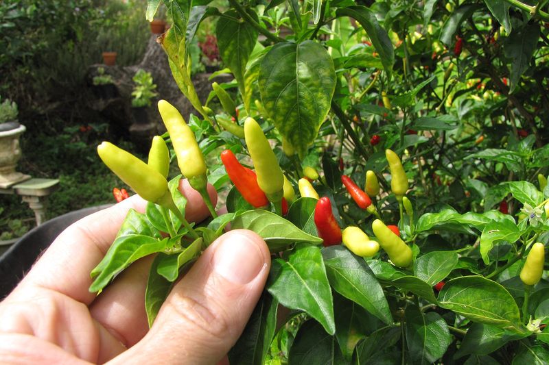 Перец острый (чили) (Capsicum annuum, Capsicum chinense, Capsicum frutescens)