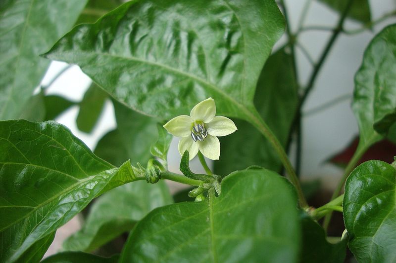Перец сладкий (Capsicum annuum)
