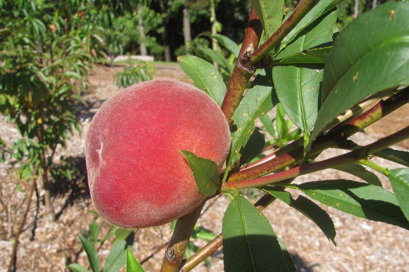 Персик (Prunus persica)