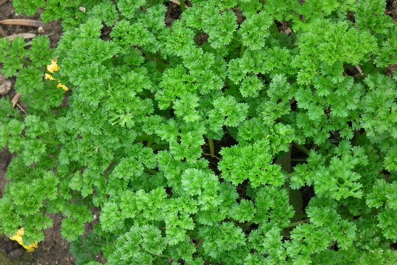 Петрушка (Petroselinum crispum)