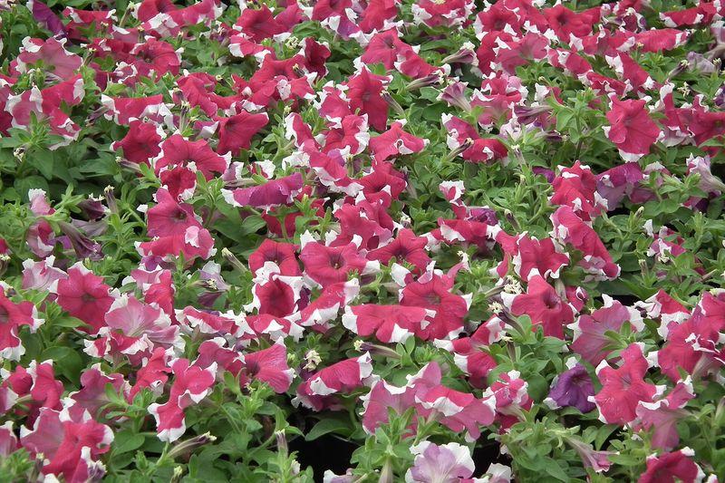 Петуния (Petunia × atkinsiana)