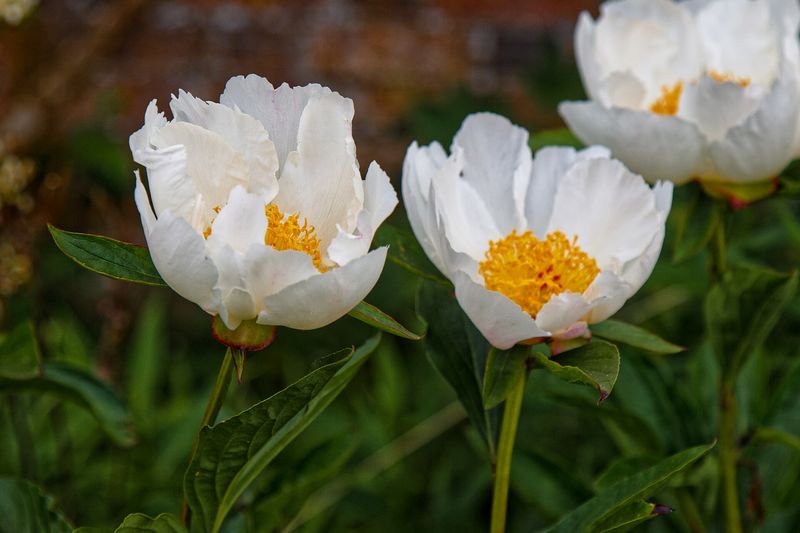 Пион травянистый (Paeonia lactiflora и гибриды)