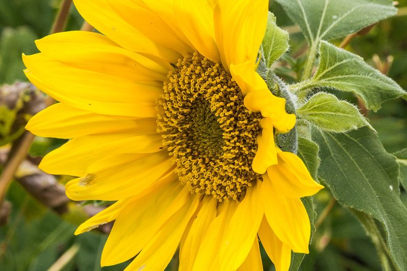 Подсолнечник декоративный (Helianthus annuus)