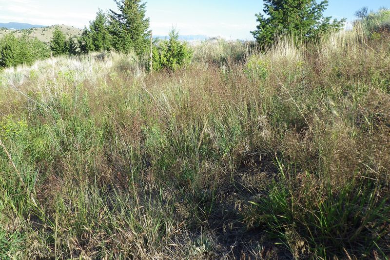 Полевица побегоносная (Agrostis stolonifera)