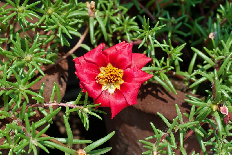Портулак (Portulaca grandiflora)