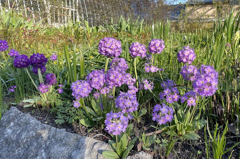 Примула садовая (Primula vulgaris, Primula denticulata, Primula veris, Primula × polyantha)