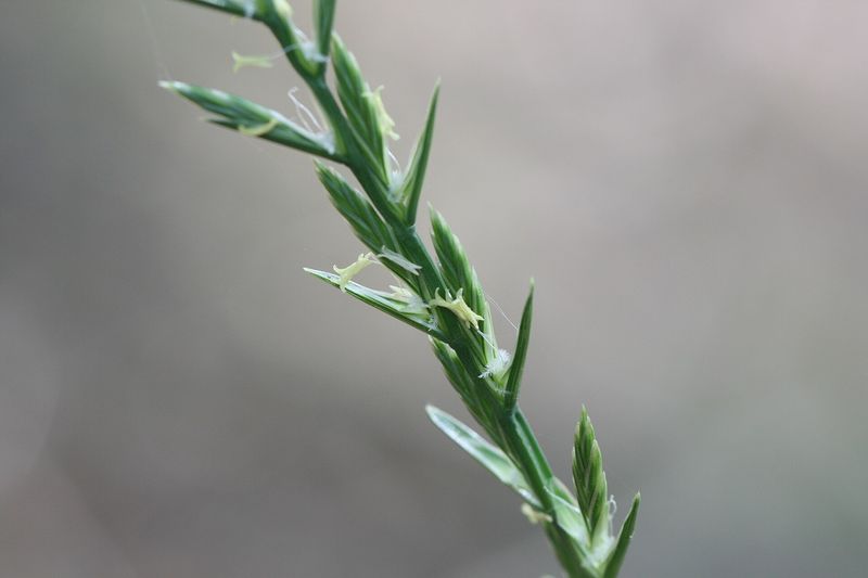 Райграс пастбищный (Lolium perenne)