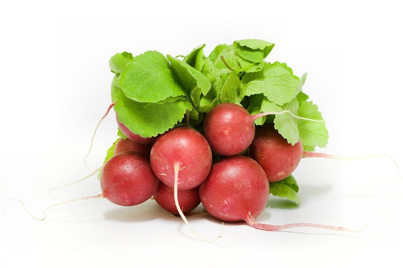 Редис (Raphanus sativus var. sativus)