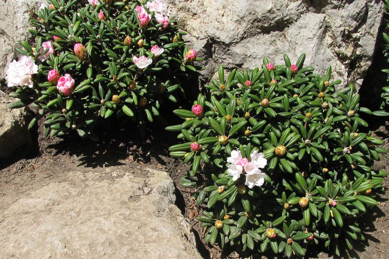 Рододендрон (Rhododendron)