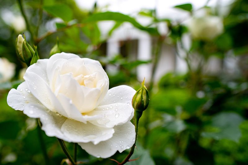 Роза садовая (Rosa × hybrida)