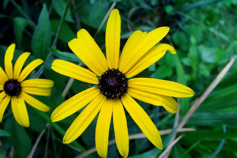 Рудбекия (Rudbeckia)