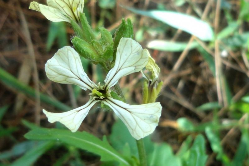 Рукола (Eruca vesicaria subsp. sativa)