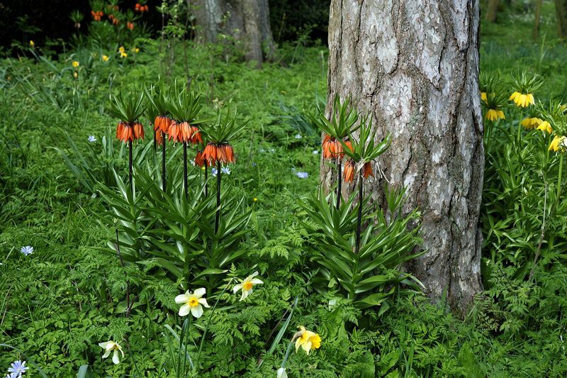 Рябчик (Fritillaria imperialis, Fritillaria meleagris)
